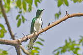 Male Klaas's Cuckoo, Mole, Ghana, June 2011 - click for larger image