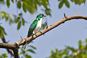 Male Klaas's Cuckoo, Mole, Ghana, June 2011 - click for larger image