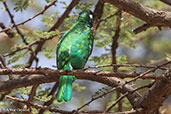 Male Klaas's Cuckoo, Yabello, Ethiopia, January 2016 - click for larger image