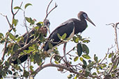 Abdim's Stork, Harenna Forest, Ethiopia, January 2016 - click for larger image