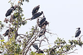 Abdim's Stork, Harenna Forest, Ethiopia, January 2016 - click for larger image