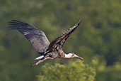 Woolly-necked Stork, Mole, Ghana, June 2011 - click for larger image