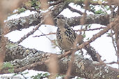 Spotted Palm-thrush, Yabello, Ethiopia, January 2016 - click for larger image