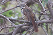 Spotted Palm-thrush, Yabello, Ethiopia, January 2016 - click for larger image