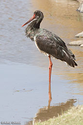 Black Stork, Melka Gebdu, Ethiopia, January 2016 - click for larger image