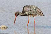 Black Stork, Melka Gebdu, Ethiopia, January 2016 - click for larger image