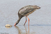 Black Stork, Melka Gebdu, Ethiopia, January 2016 - click for larger image