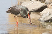 Black Stork, Melka Gebdu, Ethiopia, January 2016 - click for larger image