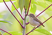 Female Olive-bellied Sunbird, Kakum, Ghana, May 2011 - click for larger image