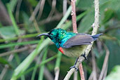 Male Olive-bellied Sunbird, Kakum, Ghana, May 2011 - click for larger image