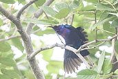 Male Splendid Sunbird, Shai Hills, Ghana, May 2011 - click for larger image
