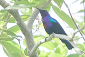 Male Splendid Sunbird, Shai Hills, Ghana, May 2011 - click for larger image