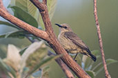 Female Splendid Sunbird, Kalakpa, Ghana, May 2011 - click for larger image