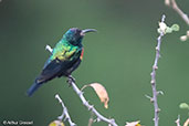 Male Shining Sunbird, Sof Omar, Ethiopia, January 2016 - click for larger image