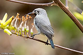 Juvenile Shining Sunbird, Sof Omar, Ethiopia, January 2016 - click for larger image