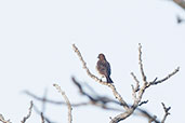 Female Violet-backed Starling, Mole, Ghana, June 2011 - click for larger image