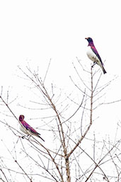 Male Violet-backed Starling, Mole, Ghana, June 2011 - click for larger image