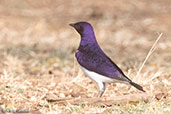 Violet-backed Starling, Lake Langano, Ethiopia, January 2016 - click for larger image