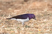 Violet-backed Starling, Lake Langano, Ethiopia, January 2016 - click for larger image