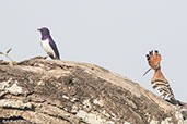 Violet-backed Starling, Lake Langano, Ethiopia, January 2016 - click for larger image