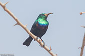 Mariqua Sunbird, Yabello, Ethiopia, January 2016 - click for larger image