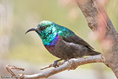 Mariqua Sunbird, Yabello, Ethiopia, January 2016 - click for larger image