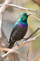 Mariqua Sunbird, Yabello, Ethiopia, January 2016 - click for larger image