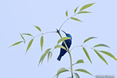 Long-billed Sunbird, Analamazaotra (Perinet) , Madagascar, November 2016 - click for larger image