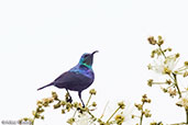 Long-billed Sunbird, Analamazaotra (Perinet) , Madagascar, November 2016 - click for larger image