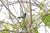 Male Beautiful Sunbird, Tono Dam, Ghana, June 2011 - click for larger image