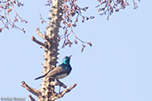 Souimanga Sunbird, Berenty Reserve , Madagascar, November 2016 - click for larger image