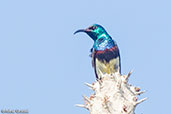 Souimanga Sunbird, Mosa Park, Ifaty , Madagascar, November 2016 - click for larger image