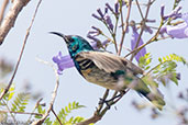 Variable Sunbird, Lake Hora, Ethiopia, January 2016 - click for larger image