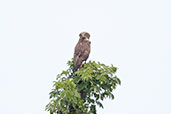 Beaudouin's Snake Eagle, Ghana, June 2011 - click for larger image