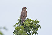 Beaudouin's Snake Eagle, Ghana, June 2011 - click for larger image