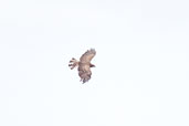 Beaudouin's Snake Eagle, Ghana, June 2011 - click for larger image