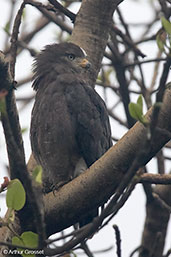 Western Banded Snake-eagle, Lake Awassa, Ethiopia, January 2016 - click for larger image