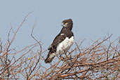 Black-chested Snake-eagle, Alleghedi Plain, Ethiopia, January 2016 - click for larger image