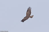 Black-chested Snake-eagle, Alleghedi Plain, Ethiopia, January 2016 - click for larger image