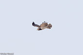 Black-chested Snake-eagle, Alleghedi Plain, Ethiopia, January 2016 - click for larger image