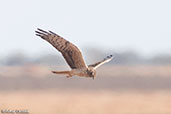 Montagu's Harrier, Bogol Manyo Road, Ethiopia, January 2016 - click for larger image