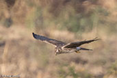 Montagu's Harrier, Ghibe Gorge, Ethiopia, January 2016 - click for larger image