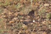 Montagu's Harrier, Ghibe Gorge, Ethiopia, January 2016 - click for larger image