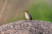 Rock-loving Cisticola, Tonga Hills, Ghana, June 2011 - click for larger image