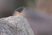 Rock-loving Cisticola, Tonga Hills, Ghana, June 2011 - click for larger image