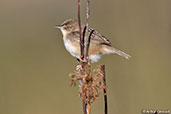 Madagascar Cisticola, Perinet , Madagascar, November 2016 - click for larger image