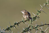 Madagascar Cisticola, Tulear, Madagascar, November 2016 - click for larger image