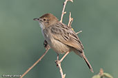 Rattling Cisticola, Lake Chelekcheka, Ethiopia, January 2016 - click for larger image