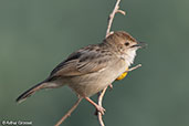 Rattling Cisticola, Lake Chelekcheka, Ethiopia, January 2016 - click for larger image