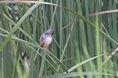 Winding Cisticola, Tono Dam, Ghana, June 2011 - click for larger image